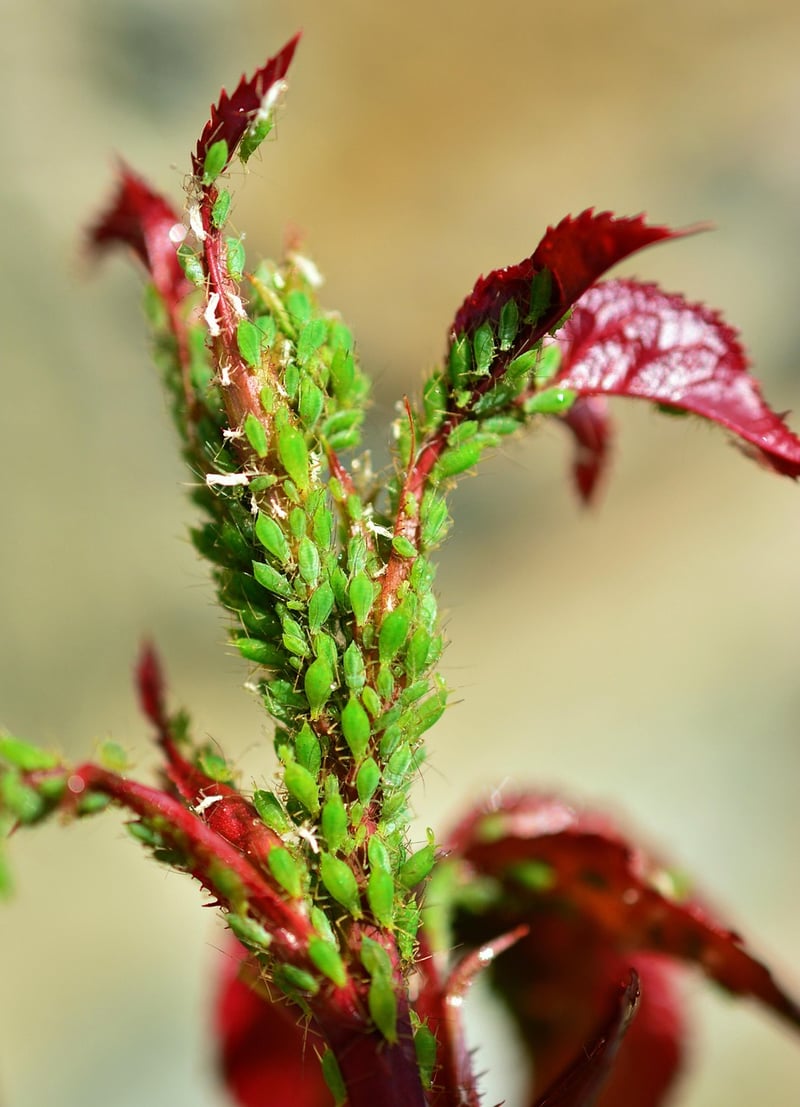 Preventing Infestations